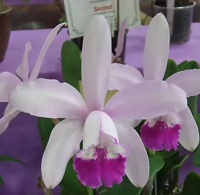 Orchid Plant 441. Cattleya Intermedia Var Orlata X 2  Nice Seedlings In 90mm Pot • $30