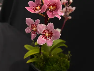 $55 • Buy Select Barrita Orchids Sarcochilus INDP/029