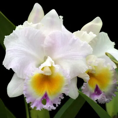 $32.50 • Buy Orchid Cattleya California Girl  'Orchid Library'
