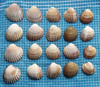 At Least 20 Cockle Shells Medium To Large Natural. • £9