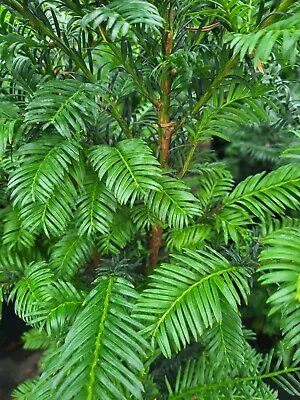 Taxus Baccata - Common Yew - 3 Litre Pot - Potted Plant  • £12.99