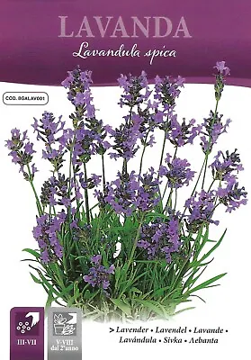 Herb Lavender 0.50gm ~ 491 Finest Italian Seeds Pictorial Packet • £2.39