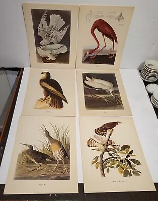 6 1950's Audubon Birds Of America Prints. Roger Troy Peterson Artist. NR • $15.99