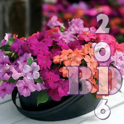 IMPATIENS WALLERIANA Seeds BUSY LIZZIE - BABY SERIES Mixed Colours Garden Flower • £2.29