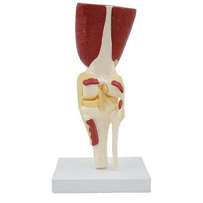 Human Knee Muscle Anatomy Model Medical Science Laboratory Teaching Resources • $113.79