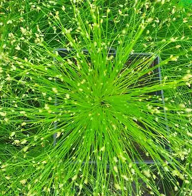 Scirpus Cernuus (Fibre Optic Plant) - Marginal Pond Plants  - Pond Plants - W... • £3.90