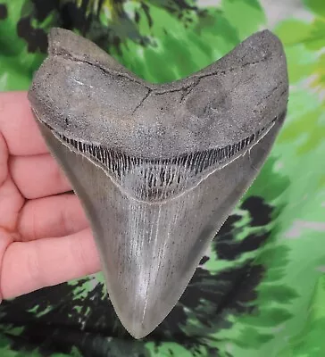 Megalodon Sharks Tooth 4 7/16  Inch NO RESTORATIONS Fossil Sharks Teeth Tooth • $32