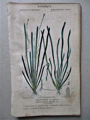 Vintage Print VALLISNERIA C1810 Botanical TURPIN • £19