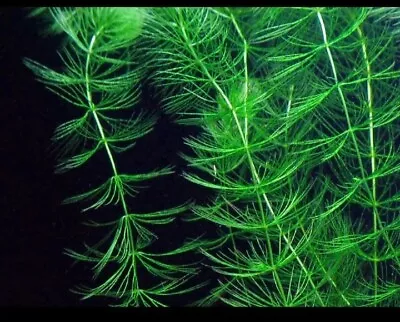 Hornwort For Pond Aquarium Fish Tank Beautiful Oxygenating Plant Weed Shrimp • £5.99