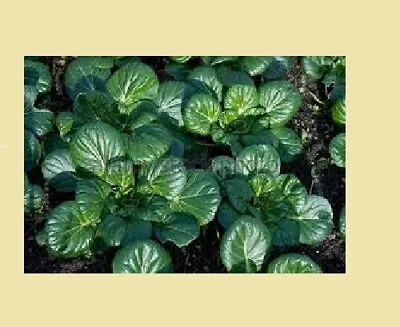 Tatsoi 200 - 4000 Seeds Green Asian Mustard Thick Tender High Vitamin! Spinach • $1.68