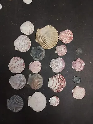 Lot Of 19 Scallop Shells. Multiple Colors And Sizes • $15