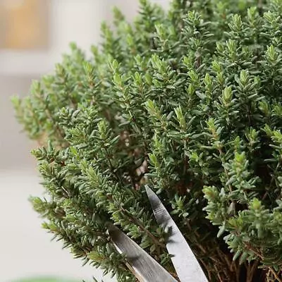 £1.89 • Buy Thyme Seeds Grow Your Own Herbs Simply Garden