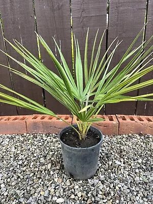 Chamaerops Humilis Palm 3L Pot • £30