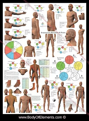 Acupuncture Meridian Points And Pathways Poster 18  X 24  Chart Five Elements • $18