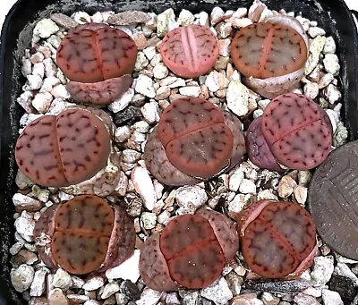 Mesembs Plant--Lithops Schwantesii C80--Pink Selection!--ONE PLANT FROM GROUP! • $5.99