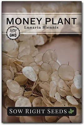 - Money Plant Seeds - Honesty Or Silver Coin Plant - Non-Gmo Heirloom Seeds - In • $8.88