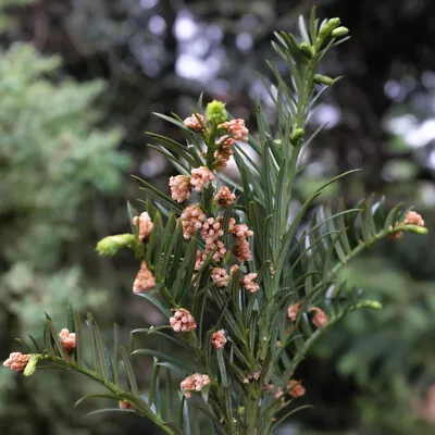 T&M Plum Yew Cowtail Fastigiata Cephalotaxus Harringtonia 2 Litre Potted Plant • £26.99