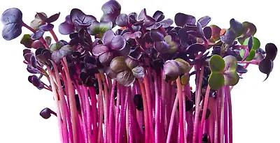 Radish Rambo Seeds Red- Microgreens Seeds Micro Radish Rambo Purple X 800 Seeds • £3.49