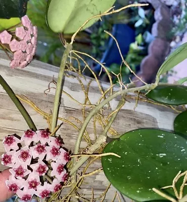 Hoya Obovata 'splash' Wax Plant • $45