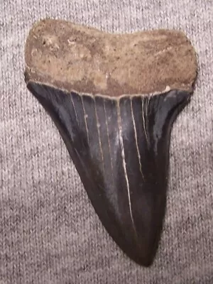 Mako Shark Tooth  1 7/8  Shark Teeth Megalodon Fossil Jaw Scuba Diver Fishing • $30