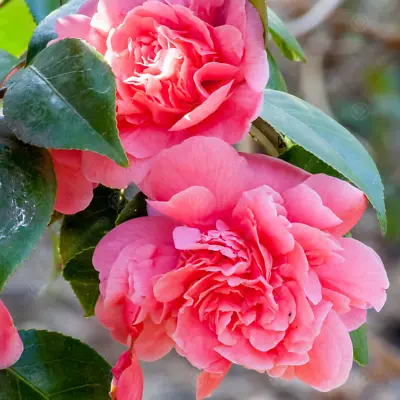 Camellia Japonica 'Triumphans' Evergreen Shrub Pink Garden Plant | 9cm Pot • £9.99
