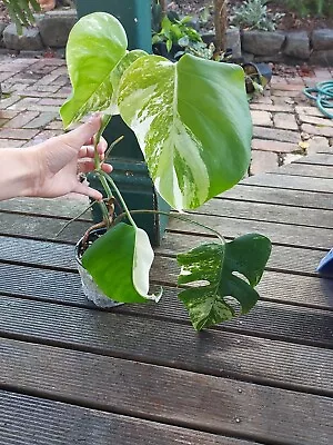 Variegated Monstera Deliciosa Borsigiana Variegata Albo Aroid Established #2 • $70