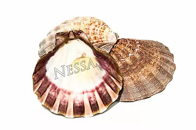 $16.25 • Buy Natural Lion Paw Scallop Nautical Dish Beach Craft Sea Shell 5 - 6 (3 Pcs)#JC-25