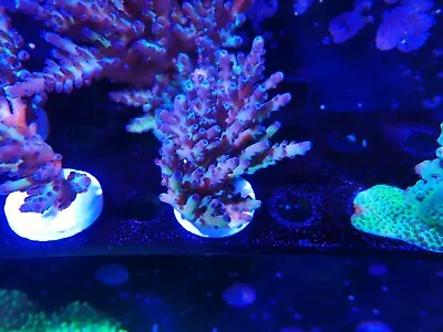 Rainbow Acropora Corals Marine Aquarium Sps Coral • £30