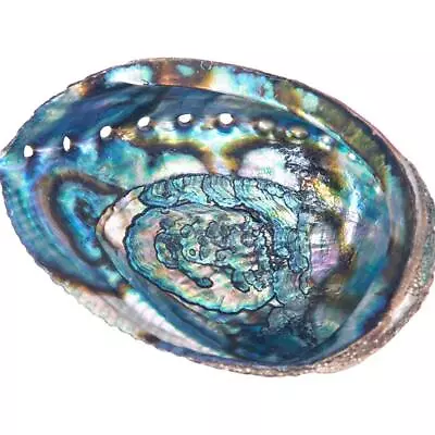 Abalone Shell Smudging Bowl Seashell Incense Burner 5-6 Inches • $23.88