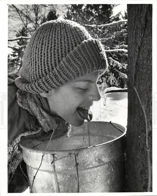 1975 Press Photo Maple Syrup Tree Tapping Sap Sugar MI - Dfpb93733 • $19.99