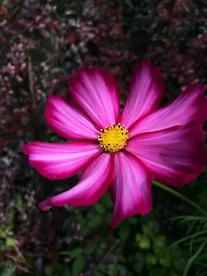 COSMOS Bipinnatus 'Peppermint Rock' - Approx. 30 Seeds • £2.25