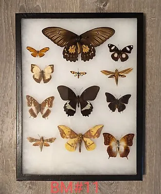 Antique Taxidermy Butterfly Mount Decor #BM11 • $55