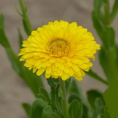 English Marigold 'Ollioules Yellow' / Calendula Officinalis / 300 Seeds • £1.49