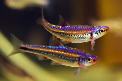 Rainbow Shiner Temperate Fish Plant Tank Notropis Chrosomus Peaceful Tropical • £7.95