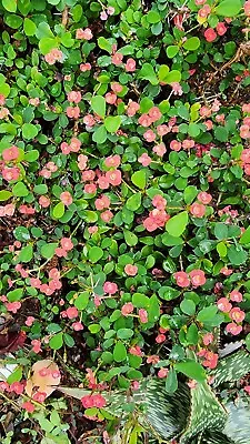 Euphorbia Milii Prostrate (dwarf Type) _3x Cuttings - Produce Crested Growths • $9.95