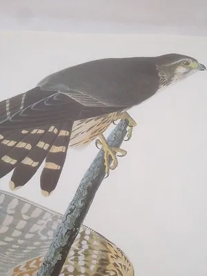 Merlin Audubon Bird Print 116 Pigeon Hawk • $19.85