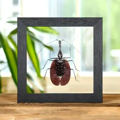 Violin Taxidermy Beetle In Clear Glass Frame (Mormolyce Phyllodes) • $55.56