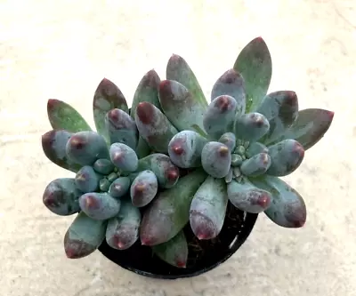 Pachyphytum 'Starburst' Comes In A 2.5  Pot • $10.36