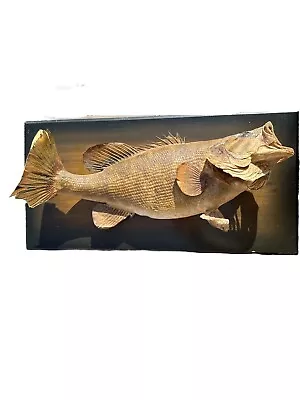 Vintage Taxidermy Classic Mounted Bass Trophy Fish  *All Measurements In Photos* • $29.99