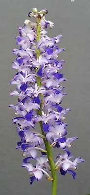 Rhynchostylis Coelestis (Blue Form) BS Fragrant Orchid • $38