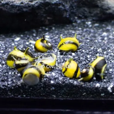 10 X ZEBRA HORN NERITE SNAIL CLITHON DIADEMA ALGAE EATER AQUARIUM FISH PLANT • £19.99