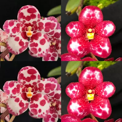 $12.50 • Buy Sarcochilus Orchid Seedling. J088 (Kulnura Leppard 'Speckles' X Kulnura Exquisit