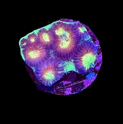 Rainbow Rain Favia Coral Frag - XL 1.5” WYSIWYG Corals - Combined Shipping! • $19.99