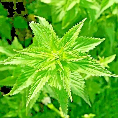 2000+ Stinging Nettle Seeds Heirloom Spring Perennial Herb Medicinal Pollinators • $3.49