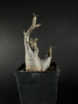 Pachypodium Gracilius • $550