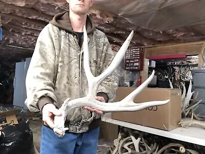 Huge 87-88”  Mule Deer Shed Antlers Horns Elk Moose Rack • $185