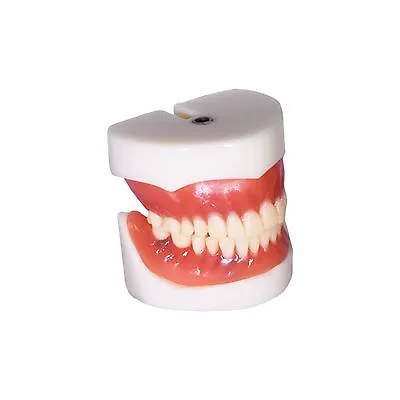 $22.95 • Buy REDLAND Dental Demonstration Teeth Educational Model Denture Implants #3004