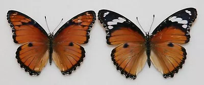Butterfly X2 Female Forms Hypolimnas Misippus (Ghana) • $4.99