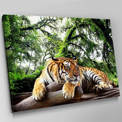 A394 Bengal Tiger Rain Forest Resting Canvas Wall Art Animal Picture Large Print • £34.99