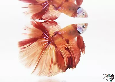 Nemo Koi XL. Over Halfmoon. Male Betta Fish. Free Shipping. • $65